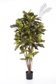 FR CROTON TREE 37606FR