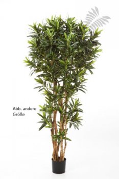 CROTON GOLDFINGER REFLEXA 37805N