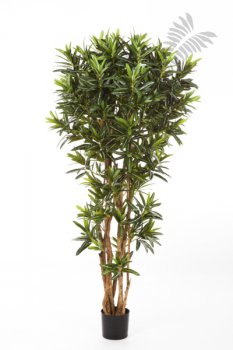CROTON GOLDFINGER REFLEXA 37806N