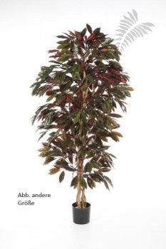 CAPENSIA BUSH TREE 37905NR