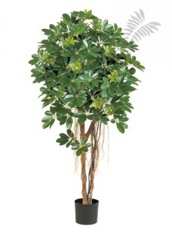 NATURAL SCHEFFLERA UMBRELLA 38305N
