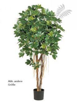 NATURAL SCHEFFLERA UMBRELLA 38306N