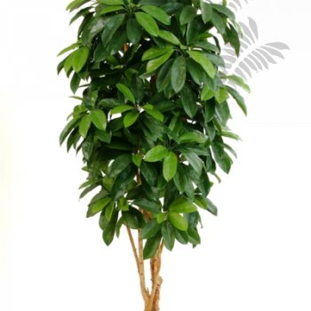 Preview: FR LADY SCHEFFLERA TREE 38406FR