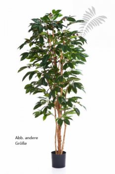 FLOWERING COFFEE TREE 39005FL