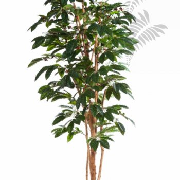 Preview: FLOWERING COFFEE TREE 39007FL