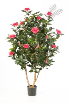 CAMELIA JAPONICA BUSH TREE 40105RS