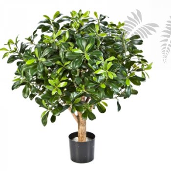 Preview: PITTISPORUM BALL TREE 65 CM 40202N
