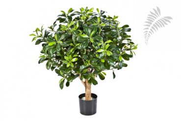 PITTISPORUM BALL TREE 65 CM 40202N