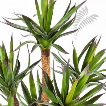 Preview: AGAVE TREE 40402N