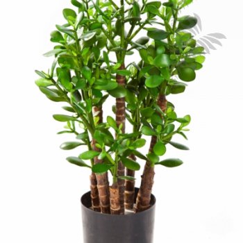 Preview: CRASSULA OVATA 40502N