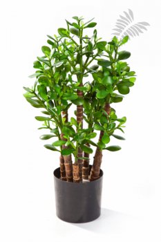 CRASSULA OVATA 40502N