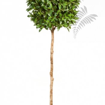Preview: LAUREL TREE DE LUXE 41005N