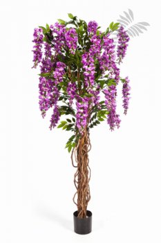 WISTERIA LIANA 42206PU