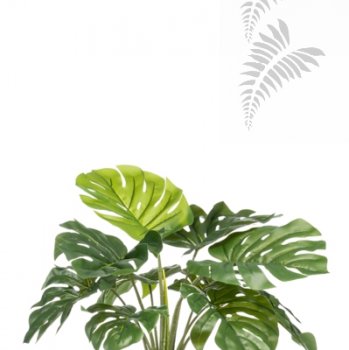 Preview: Monstera Busch 60cm 10 Blätter 422993