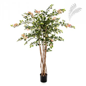 Bougainvillea Nitida 150cm 43005PK