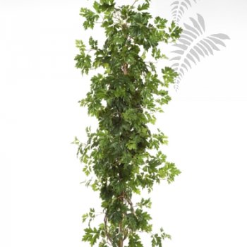 Preview: CISSUS PLANT 43305N