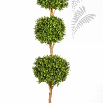 Preview: BOXWOOD TRIPLE BALL TREE 43806N