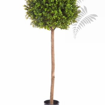 Preview: BOXWOOD BALL TREE 44305N