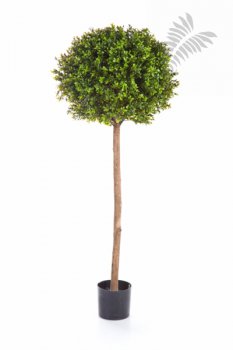 BOXWOOD BALL TREE 44305N