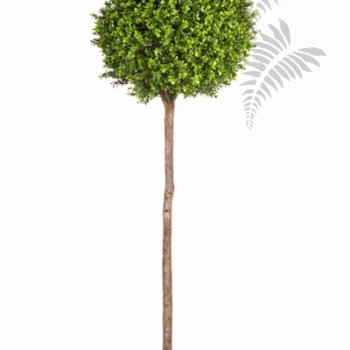 Preview: BOXWOOD BALL TREE 44306N