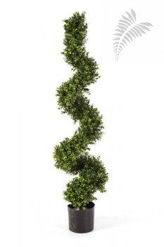 Boxwood Spiral Tree 135cm 45005N