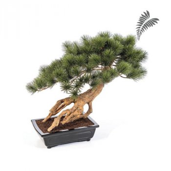 Bonzai Pinus Parviflor+Black Pot 55cm 46102N