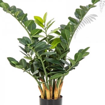 Preview: SMARAGD ZAMIO PLANT 46302N