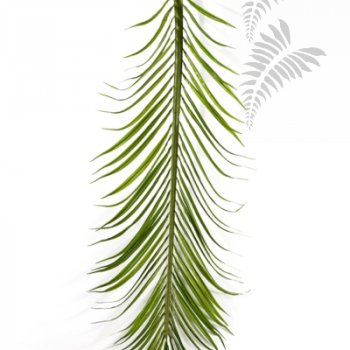 Preview: PHOENIX PALM LEAF SET x18 46800N