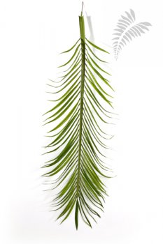 PHOENIX PALM LEAF SET x18 46800N