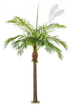 M GIANT PHOENIXPALM 46842N