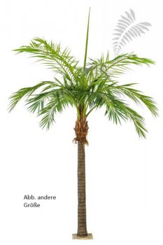 M GIANT PHOENIXPALM 46848N