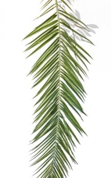 Preview: Phoenix Curved Palm Leaf Set 47300N