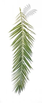 Phoenix Curved Palm Leaf Set 47300N