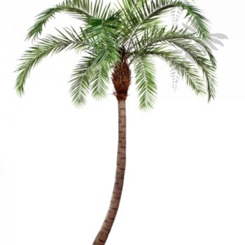 Preview: PHOENIX CURVED PALM 300cm 47330N