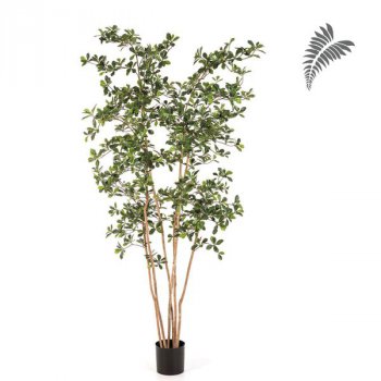 Oriental Black Olive Tree 210cm 48107N