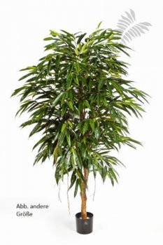 ROYAL LONGIFOLIA LIANA TREE 48305N