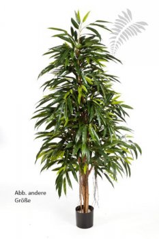 NATURAL ROYAL LONGIFOLIA 48405N