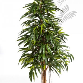 Preview: NATURAL ROYAL LONGIFOLIA 48406N