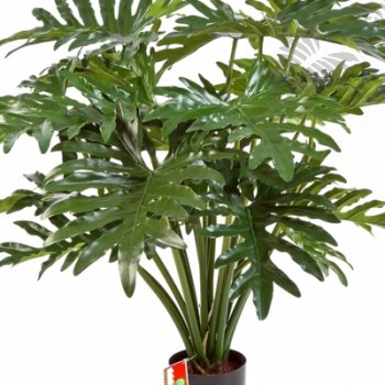 Preview: PHILODENDRON BUSH X20 90cm 51003N