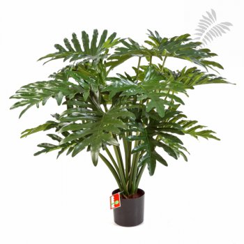 PHILODENDRON BUSH X20 90cm 51003N