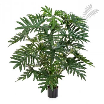PHILODENDRON BUSH X 30 51004N