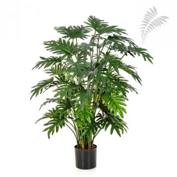 PHILODENDRON SELLOUM 100 cm 51103N