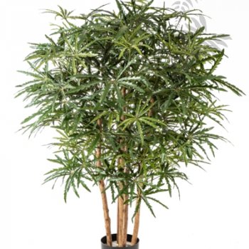 Preview: ARALIA BUSH TREE 115cm 51504N