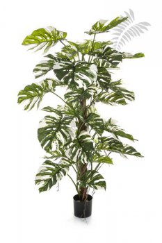 VAR. SPLIT PHILO ON POLE 5' 51705NW