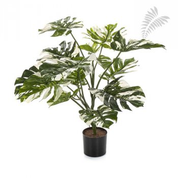 VAR. SPLIT PHILO W/POT 85 CM 52003NW