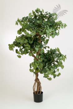 FR SWEET GINKGO ON CRAZY TR 52205FR