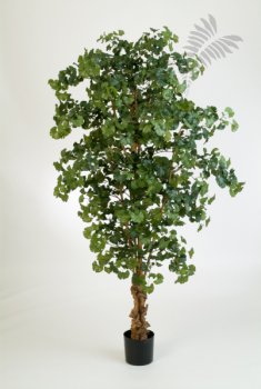 SWEET GINKGO FOREST TREE 52407N