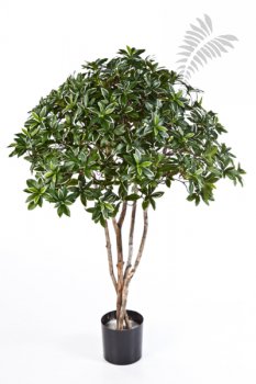 EUONYMUS JAPONICUS TREE 52604N