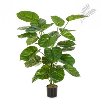 POTHOS PLANT GIANT LEAF 52904N