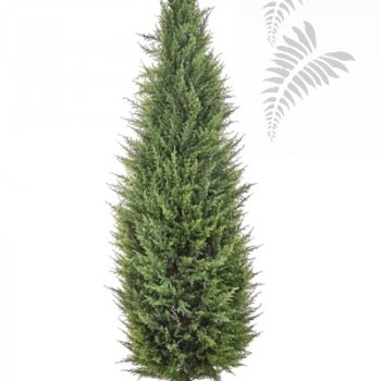 CYPRESS TOWER TREE 56105N